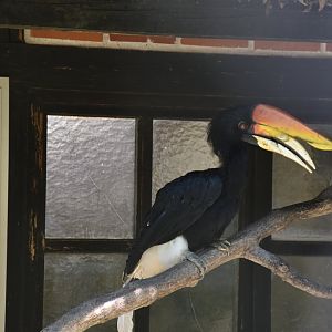 Javan rhinoceros hornbill