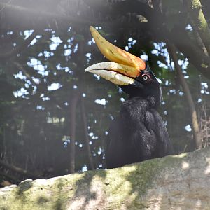 Javan rhinoceros hornbill