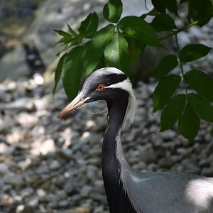 Demoiselle crane