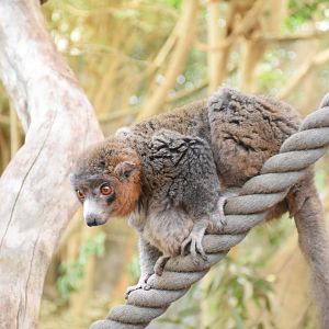 Mongoose lemur