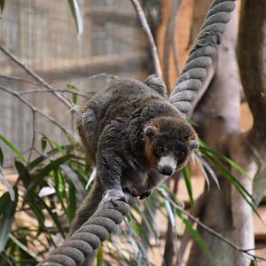 Mongoose lemur