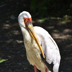 Yellow-billed stork