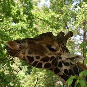 Rothschild's giraffe