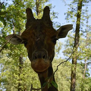 Rothschild's giraffe