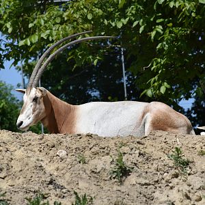 Scimitar-horned oryx