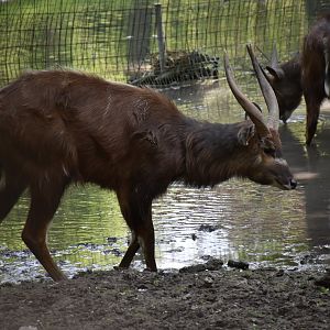 Western sitatunga