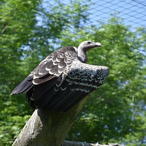 Common Rueppell's griffon vulture