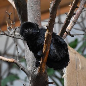 Goeldi's marmoset