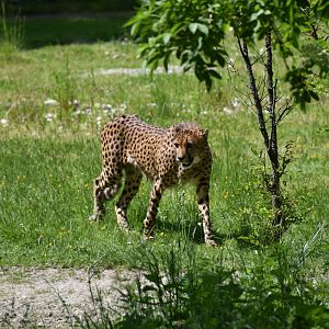 South African cheetah