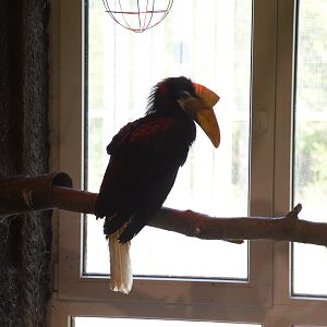 Sulawesi knobbed hornbill