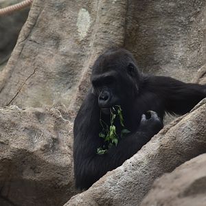 Western lowland gorilla