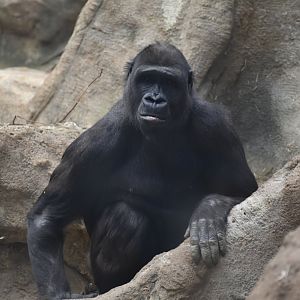 Western lowland gorilla