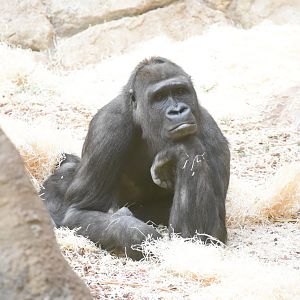 Western lowland gorilla