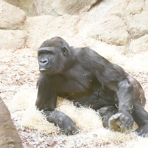 Western lowland gorilla