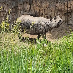 Indian Rhinceros