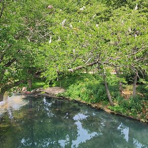 Scarlet Ibis and Cattle Egret Roost