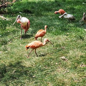 Roseate Spoonbill Chick