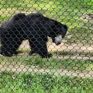Sloth Bear
