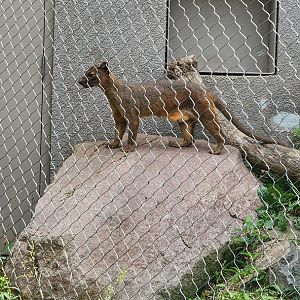 Fossa