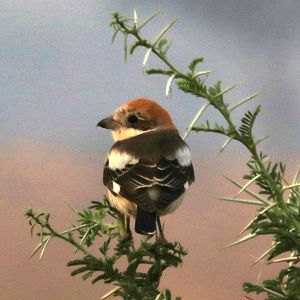Woodchat shrike