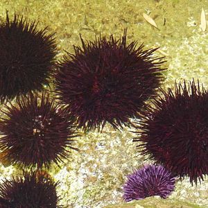 Red urchin, Red sea urchin, Giant red sea urchin (Strongylocentrotus franciscanus)
