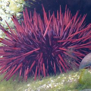 Red urchin, Red sea urchin, Giant red sea urchin (Strongylocentrotus franciscanus)