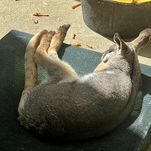 Yellow-footed Rock Wallaby