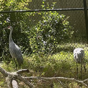 Sandhill Crane