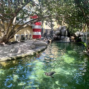 African Penguin Exhibit