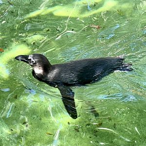 African Penguin