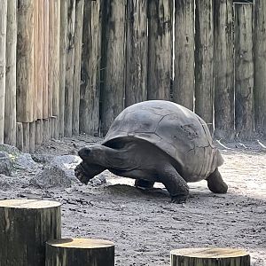 Tortoise