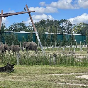 African Elephant Exhibit