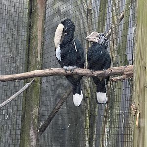 Silvery-cheeked Hornbills