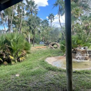 African Wild Dog Exhibit