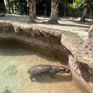 Pygmy Hippopotamus Exhibit