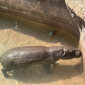 Pygmy Hippopotamus