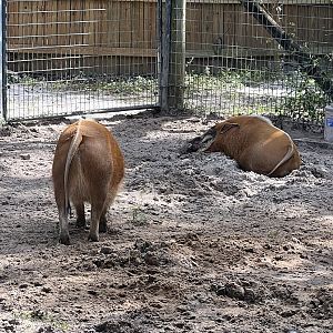 Red River Hogs