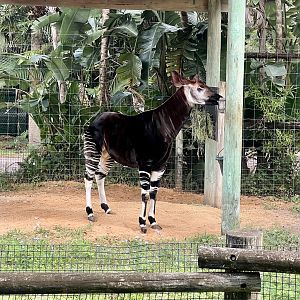 Okapi