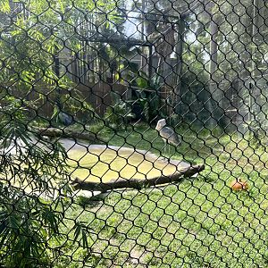 Shoebill Stork Exhibit