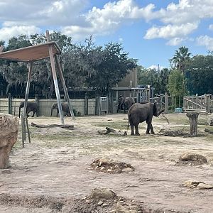 African Elephant Exhibit