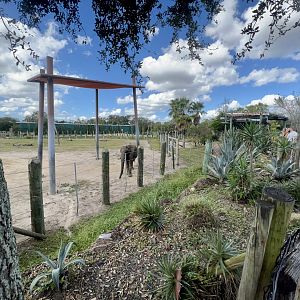 African Elephant Exhibit