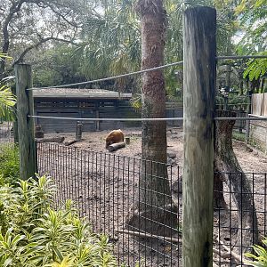 Red River Hog Enclosure