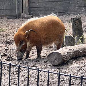Red River Hog