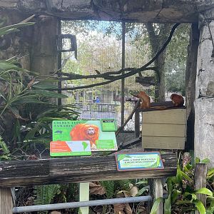 Golden Lion Tamarin Exhibit