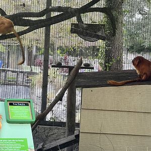 Golden Lion Tamarin Exhibit