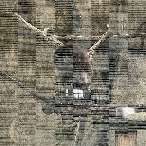 Bolivian Grey Titi Monkey