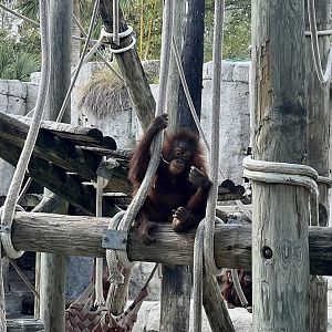 Orangutan