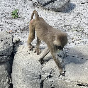 Hamadryas Baboon