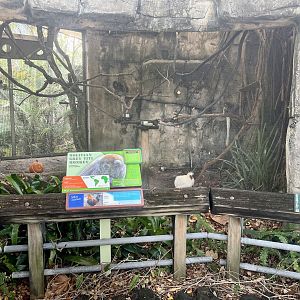 Bolivian Grey Titi Monkey Exhibit