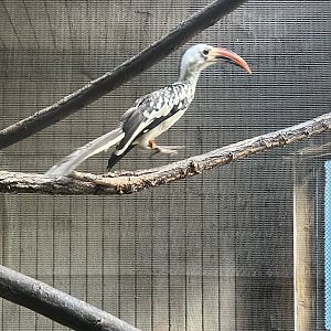 Red-billed Hornbill